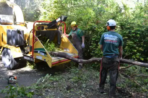 tree services Lamont